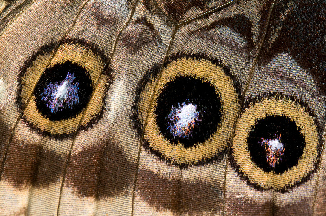 Blue morpho butterfly underwing abstract