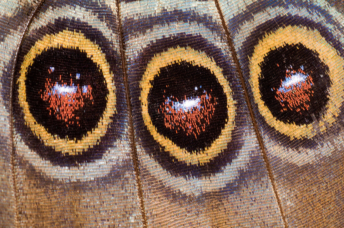 Blue morpho butterfly underwing abstract