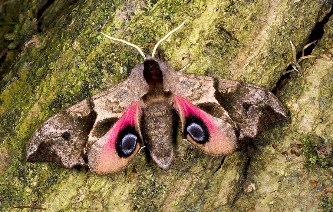 Eyed hawk-moth