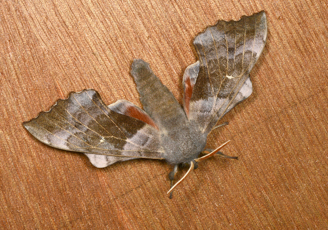 Poplar hawk-moth
