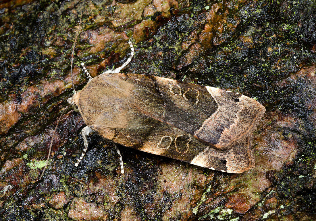 Large yellow underwing moth
