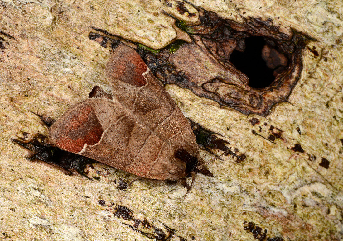 Chocolate-tip moth