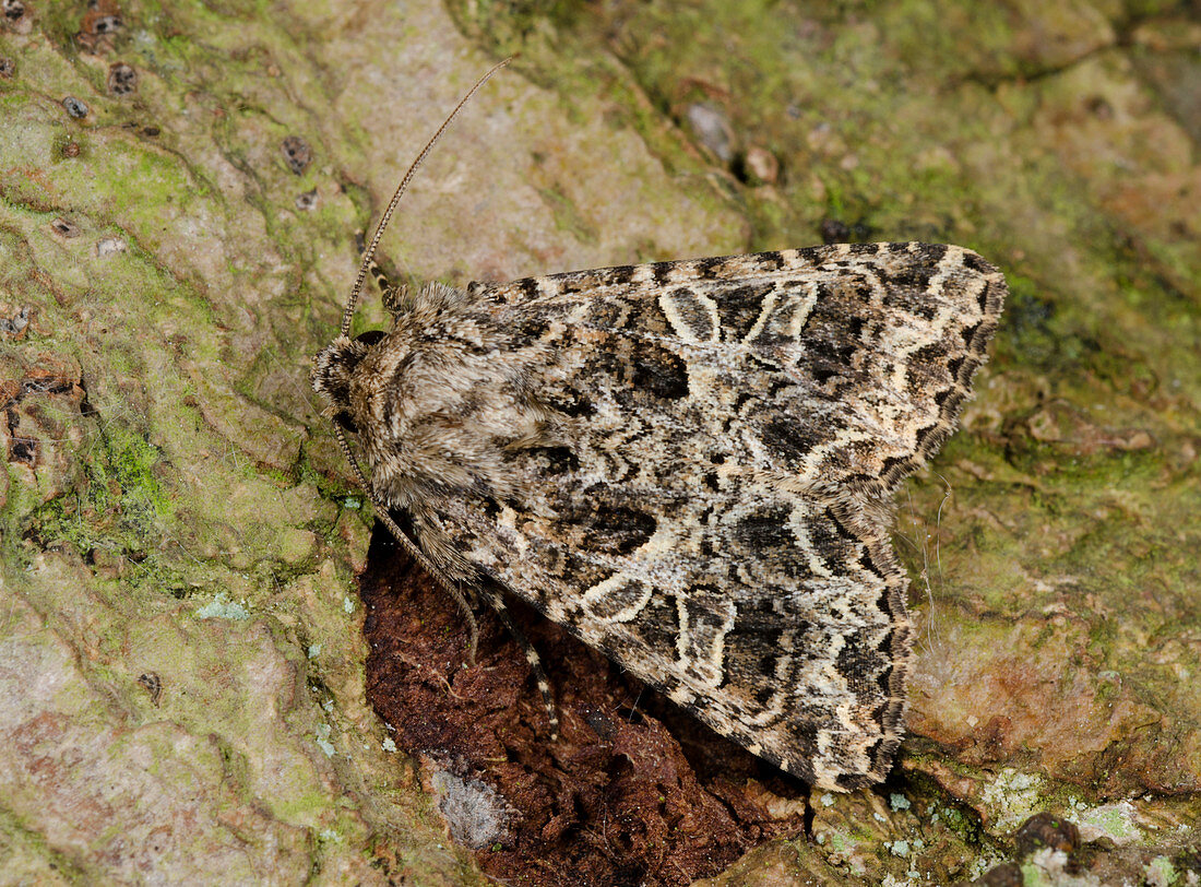 Campion moth