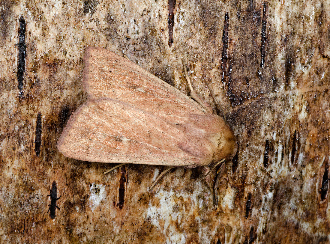Neglected rustic moth