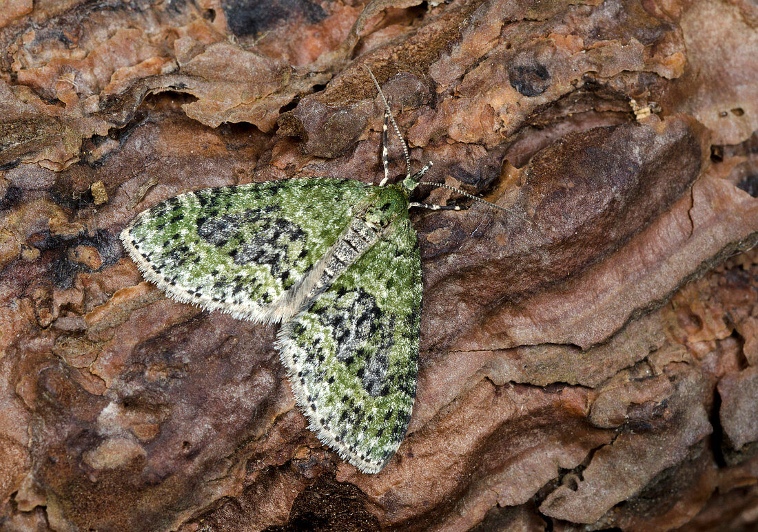 Yellow-barred brindle moth