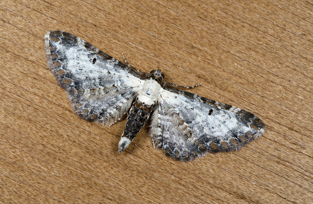 Bordered pug moth