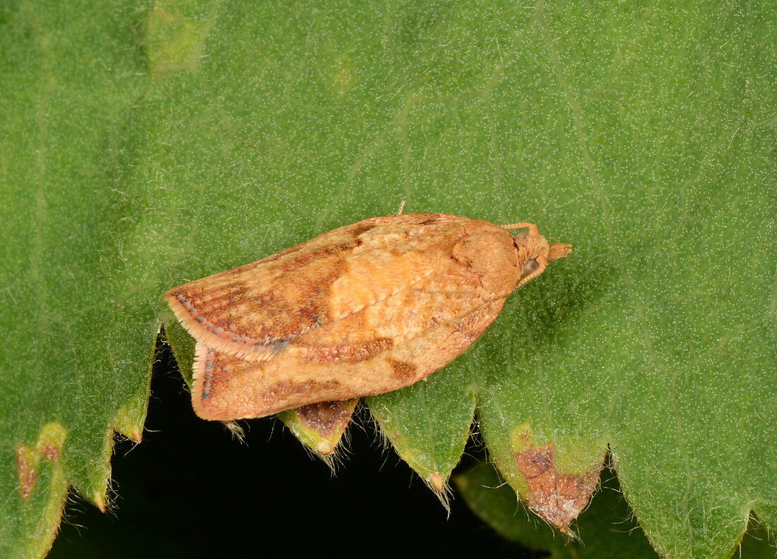 Light brown apple moth
