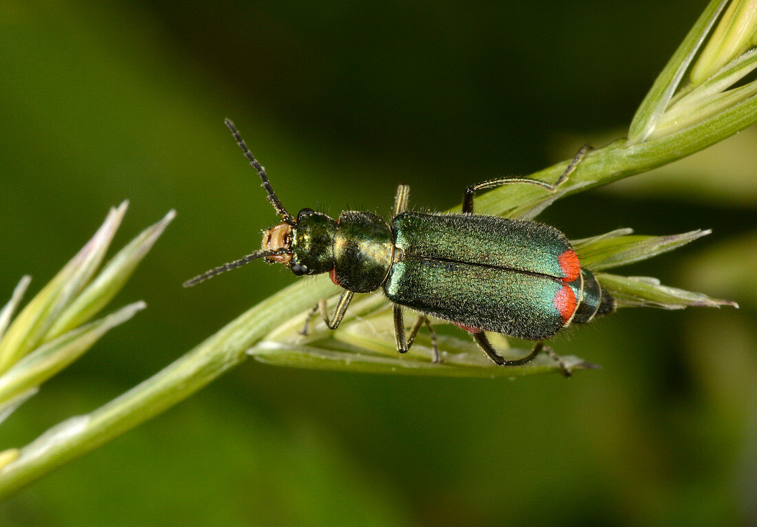 Red-tipped flower beetle