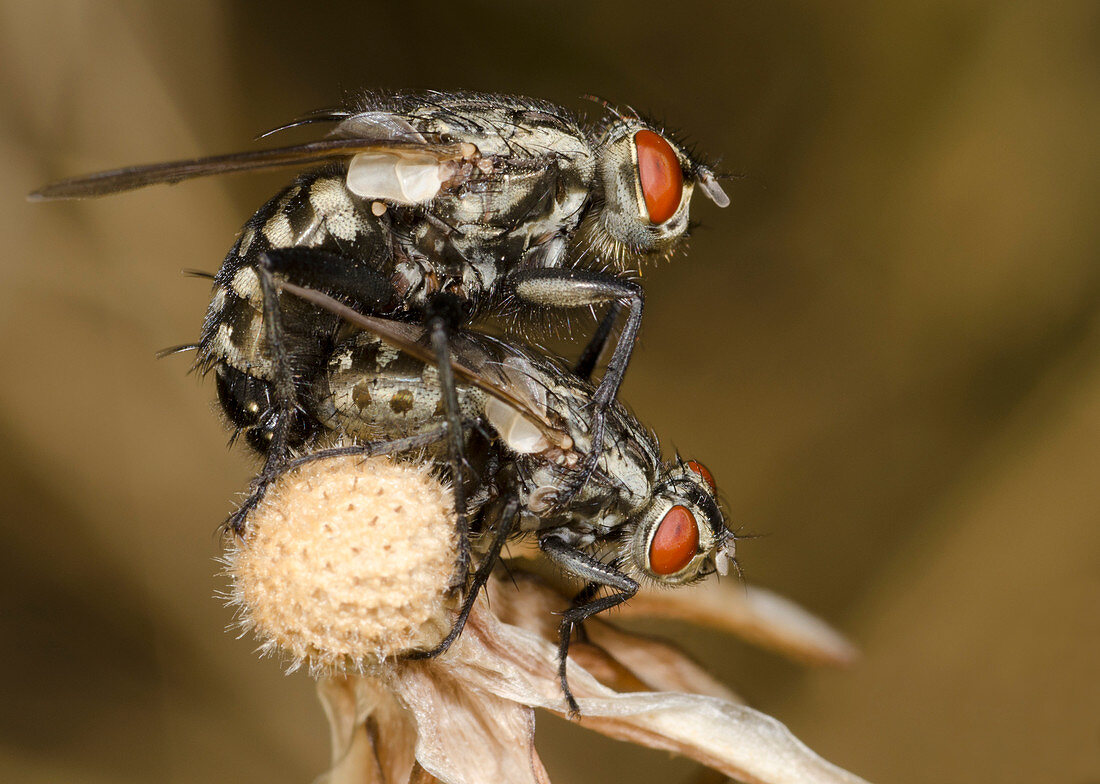 Flesh-flies mating