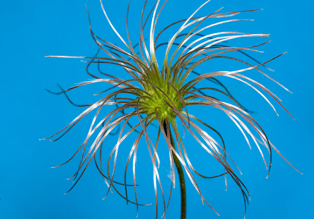 Clematis seed-head abstract