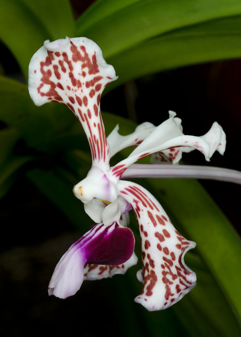Vanda tricolor orchid