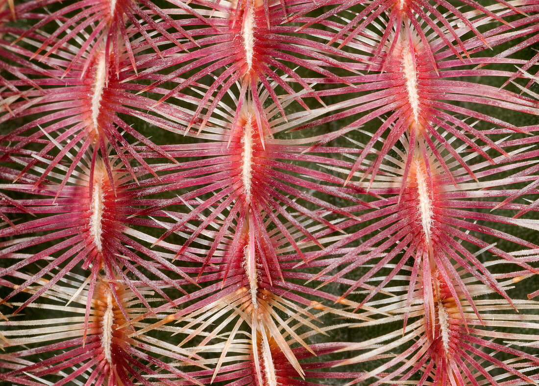 Pink comb cactus