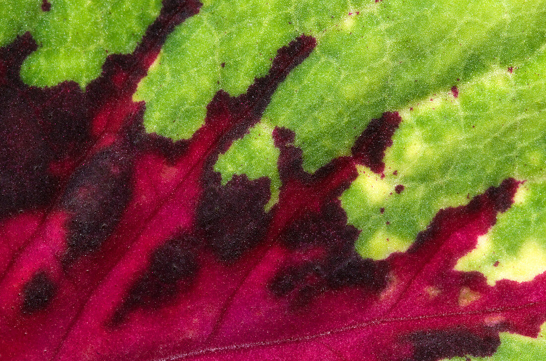 Coleus leaf abstract