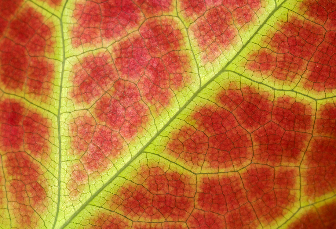 Red leaf abstract
