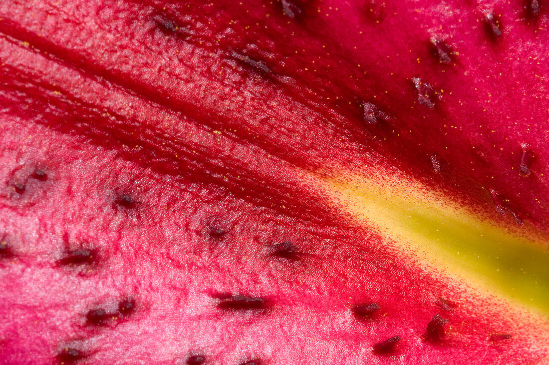 Lily 'Star Gazer' petal abstract