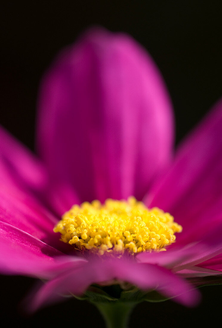 Pink cosmos flower abstract