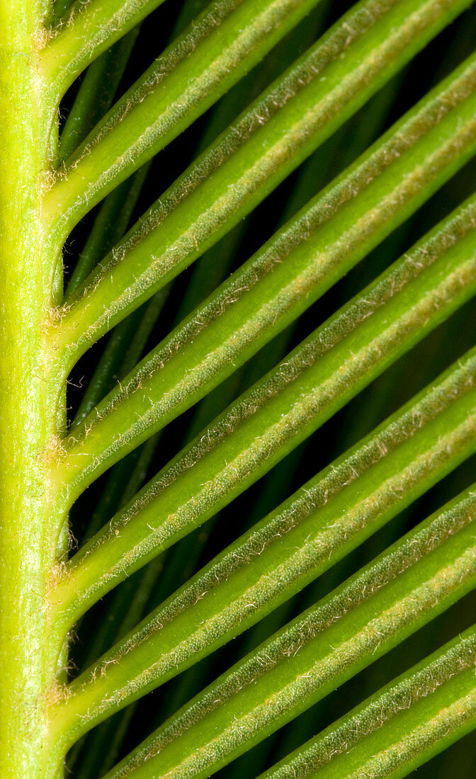 Japanese sago palm abstract