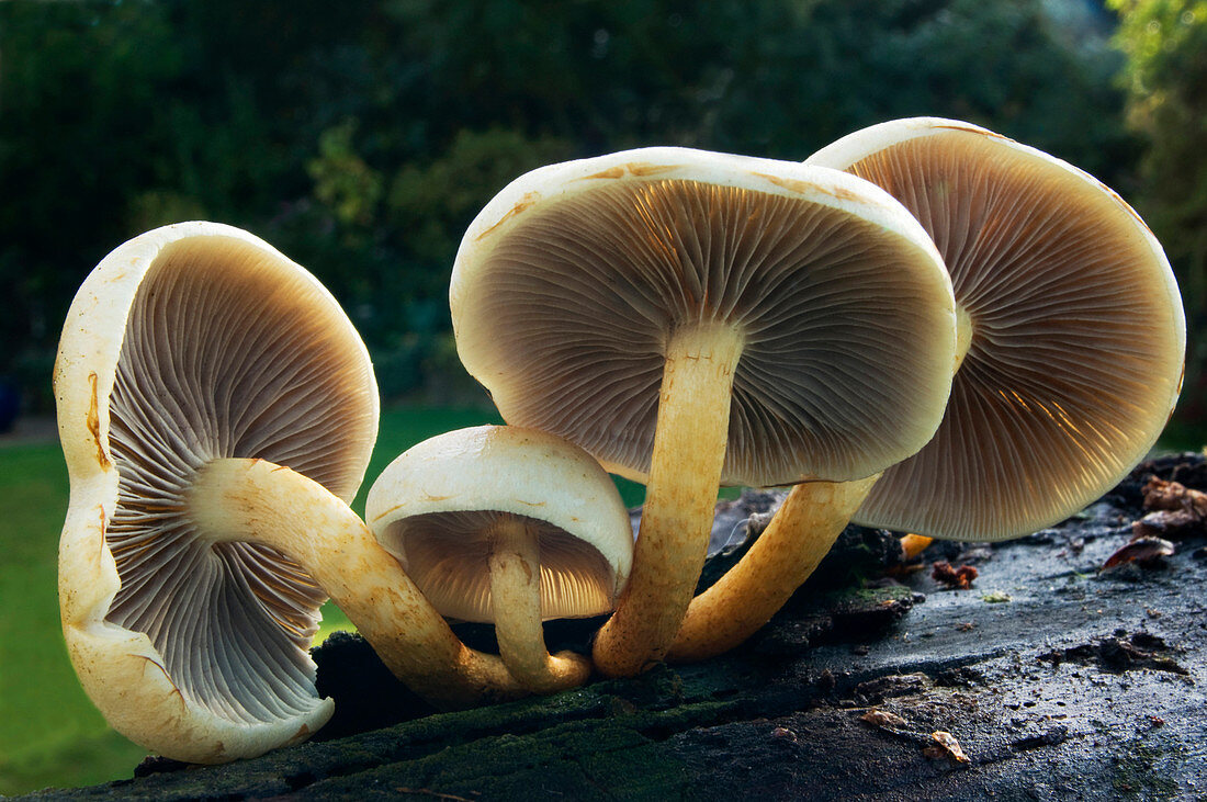 Sulphur tuft fungus