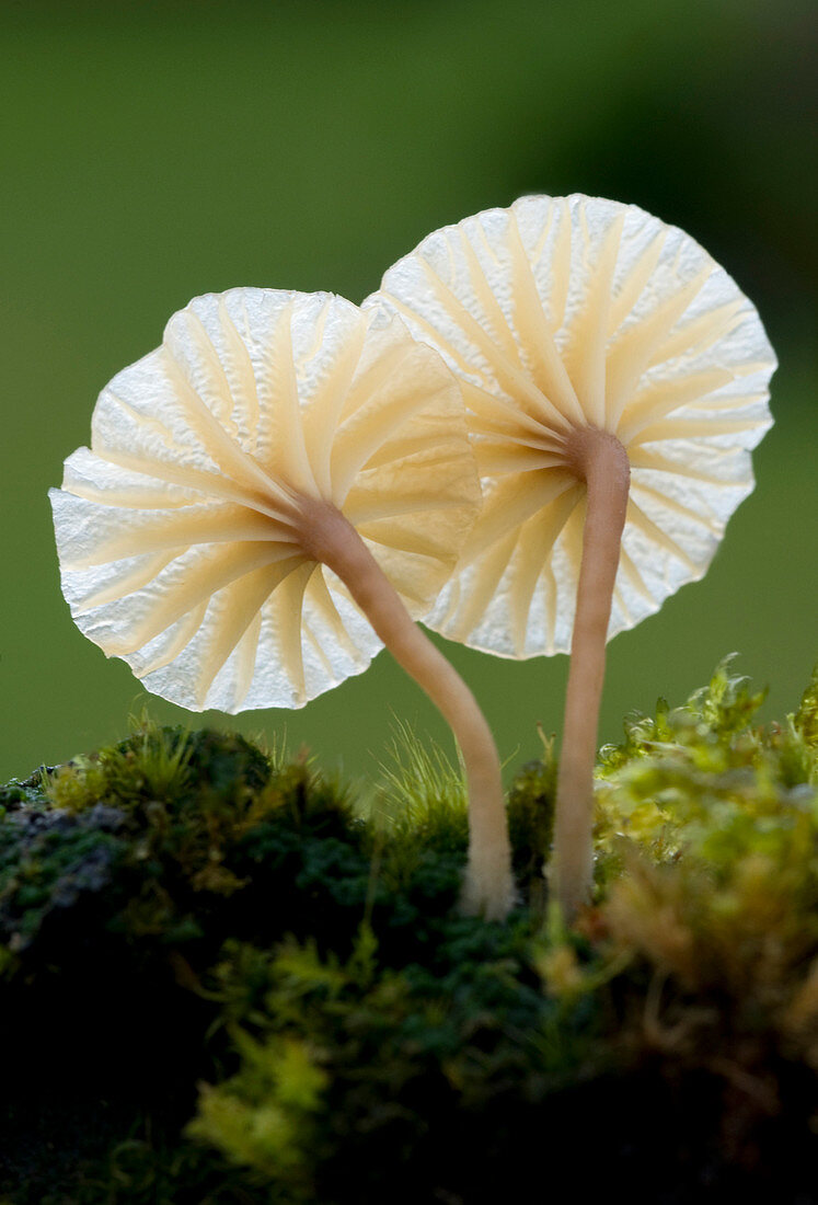 Heath navel fungus