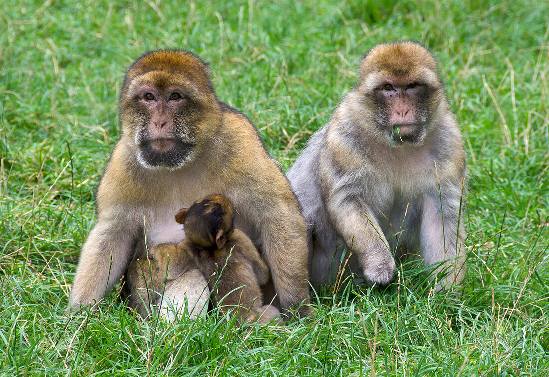Barbary macaques and baby