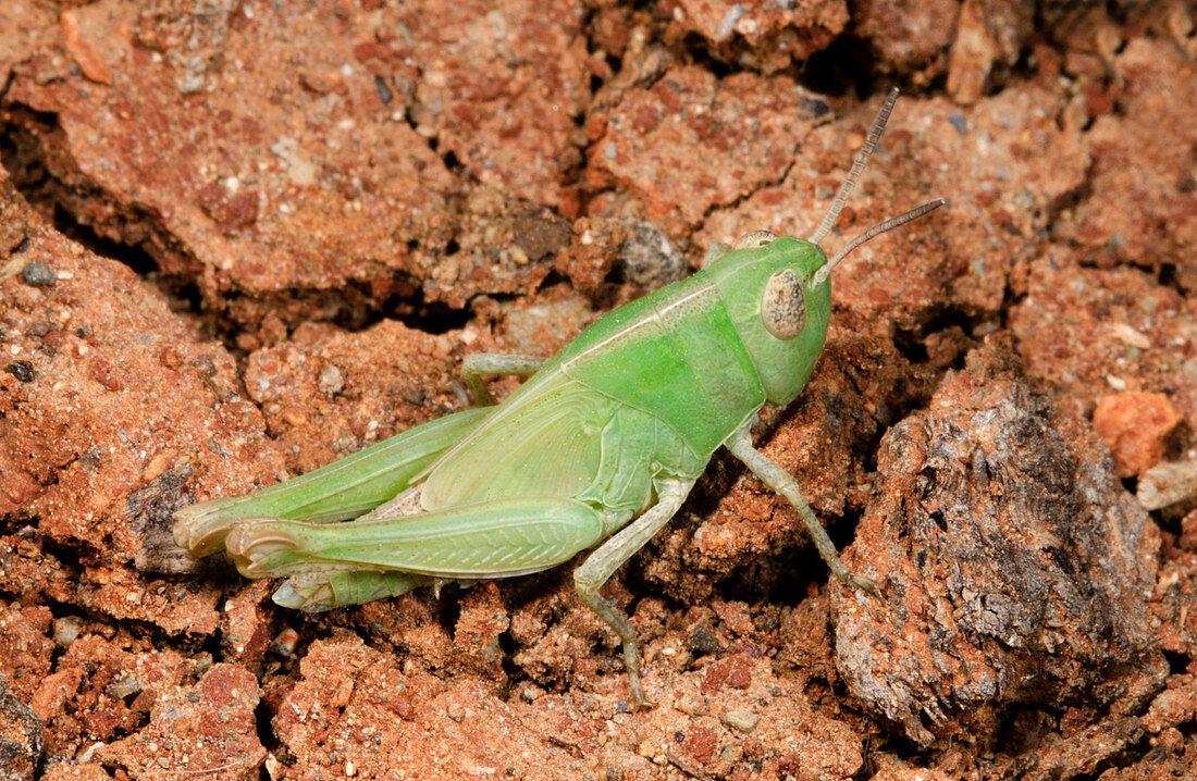 Grasshopper Aiolopus strepens nymph