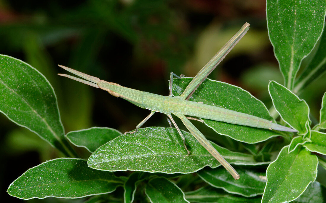 Mediterranean slant-faced grasshopper