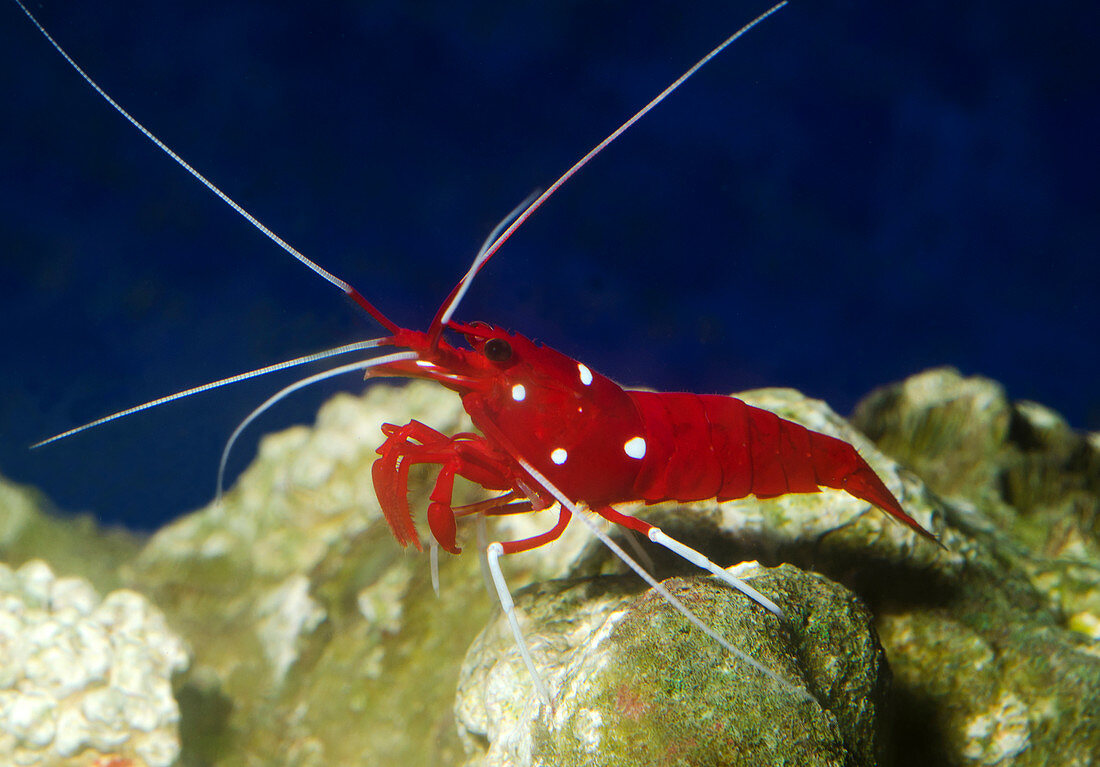 Fire shrimp or Scarlet cleaner shrimp