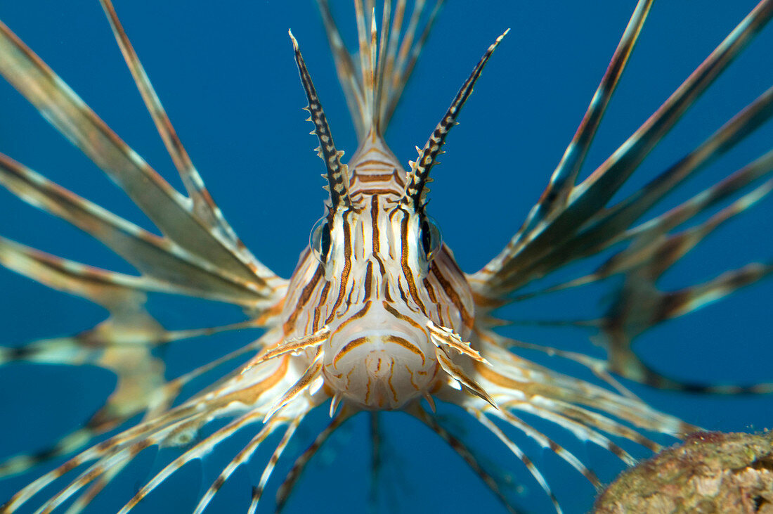 Volitan lionfish