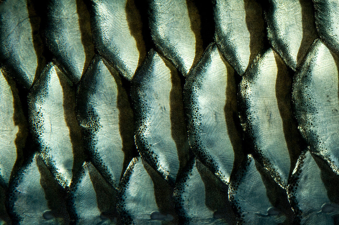 Cigar barb fish scales abstract
