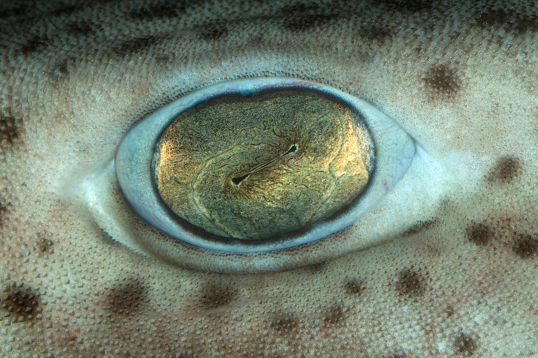 Nursehound dogfish eye