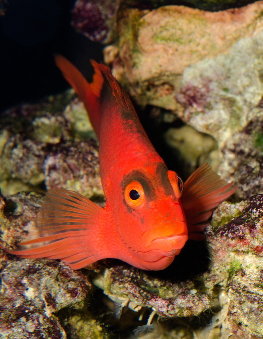 Scarlet hawkfish or Flame hawkfish