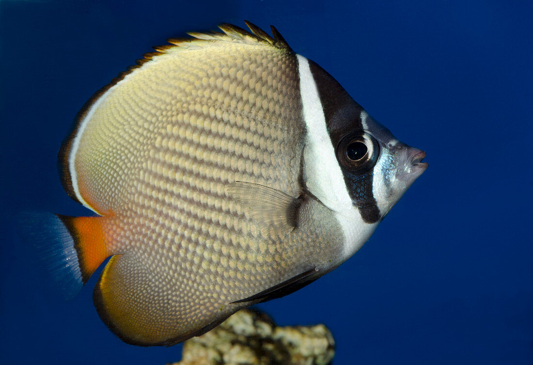 Red-tailed butterflyfish