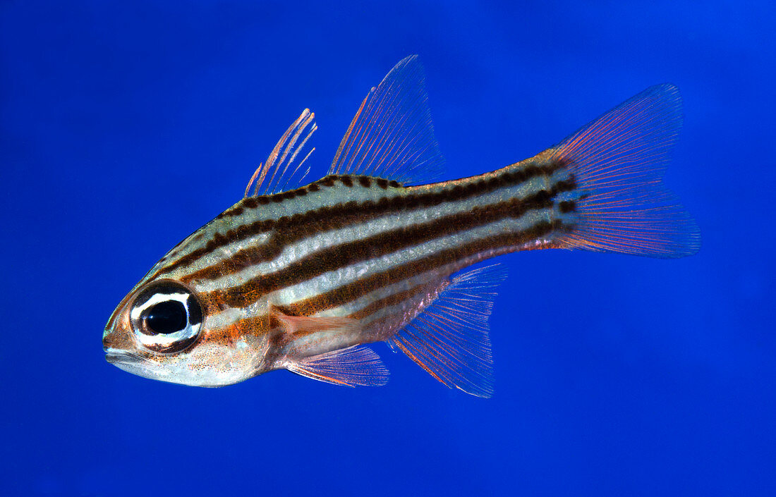 Ochre-striped cardinalfish