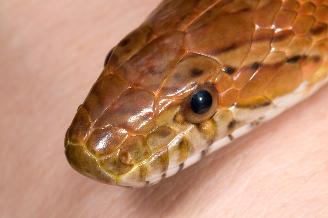 Corn snake or Red rat snake head close-up
