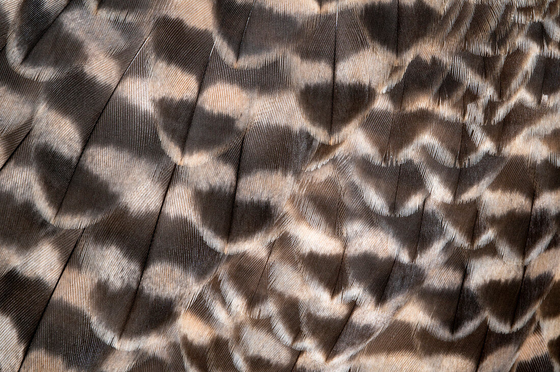Saker falcon wing feathers abstract