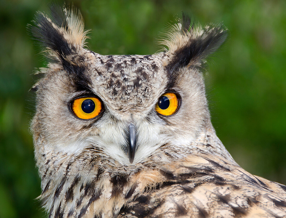 Turkmenien eagle owl