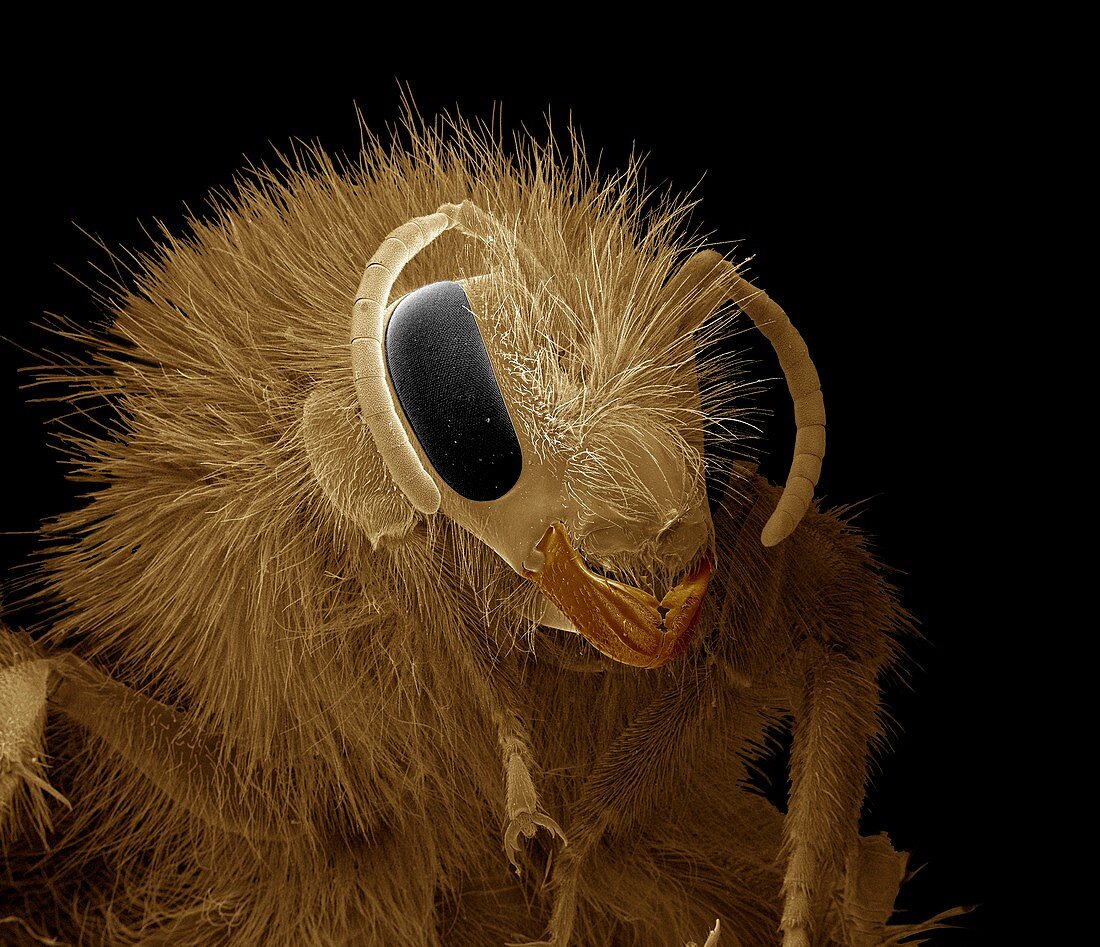 Bumblebee head,SEM