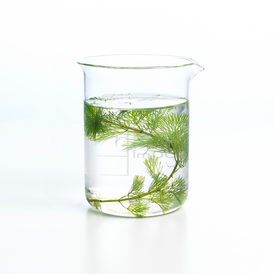 Pondweed photosynthesis