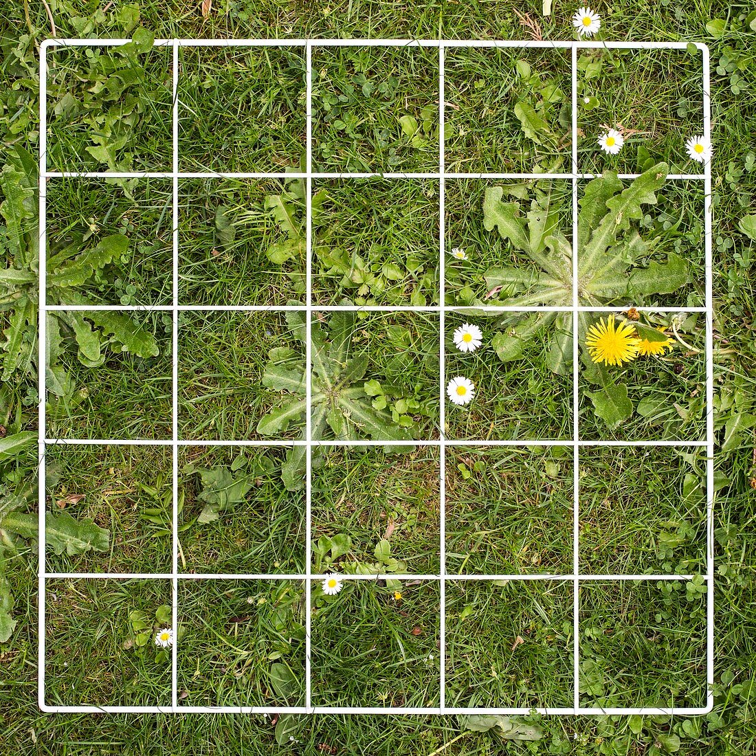 Quadrat on a lawn with weeds