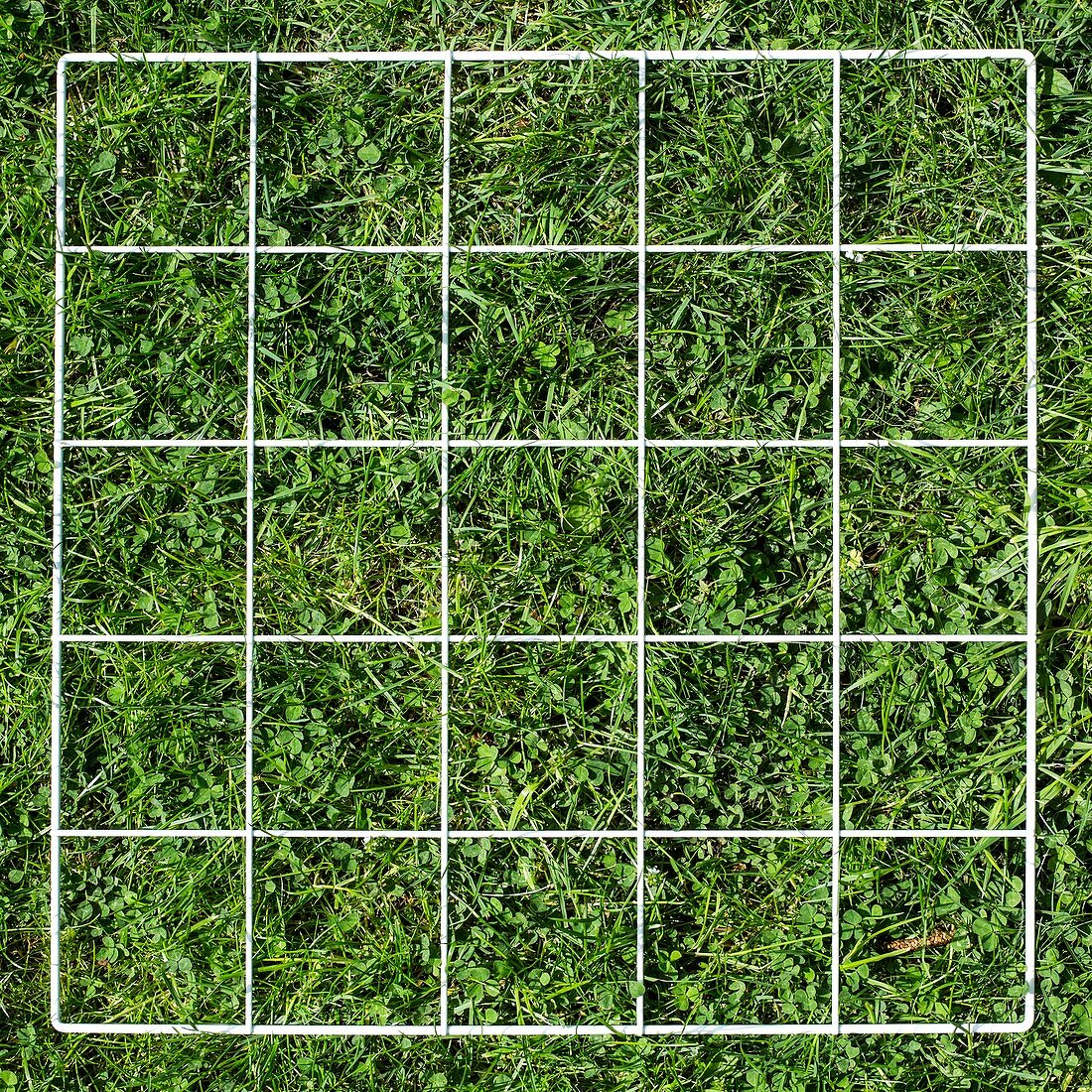 Quadrat on a lawn
