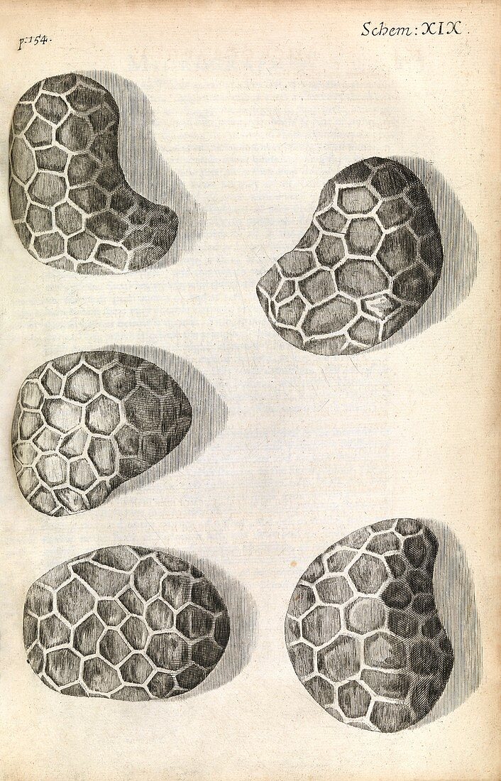 Poppy seeds,Hooke's Micrographia (1665)