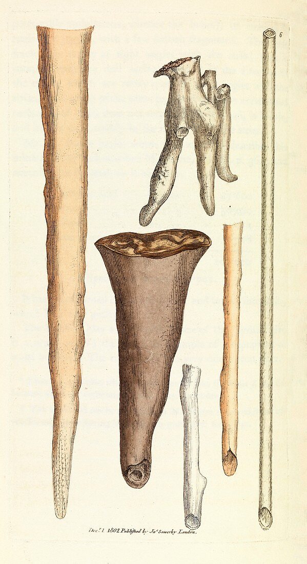 Calcium carbonate stalactites,1802