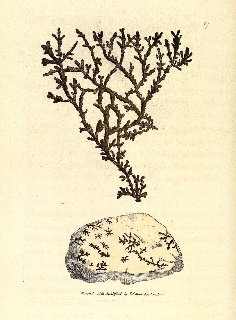 Dendritic copper mineral,1803