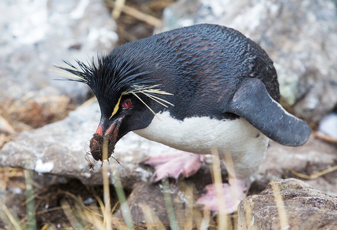 A Rockhopper Penguin