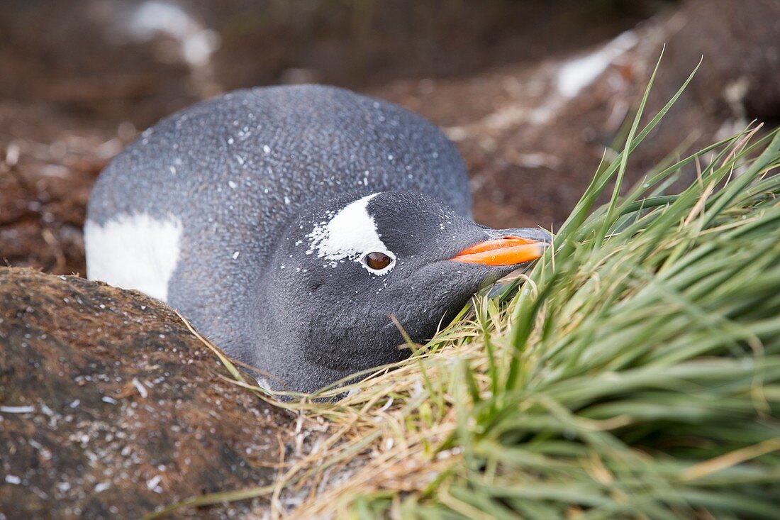 A Gentoo Penguin on Prion Island