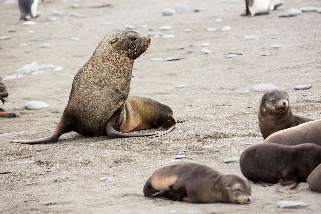 Antarctic Fur Seals