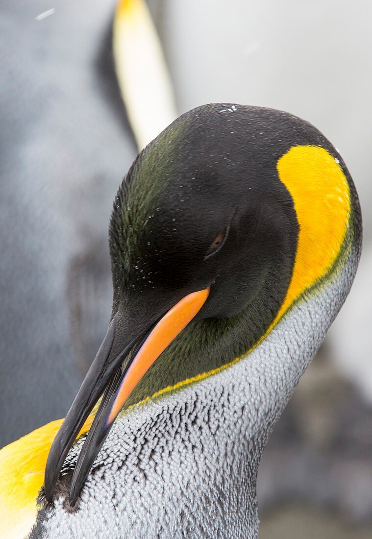 King Penguins on Salisbury Plain