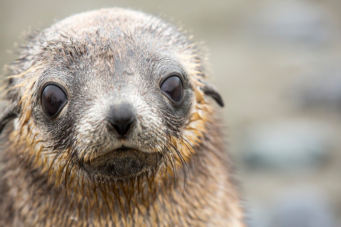 Antarctic Fur Seal pups