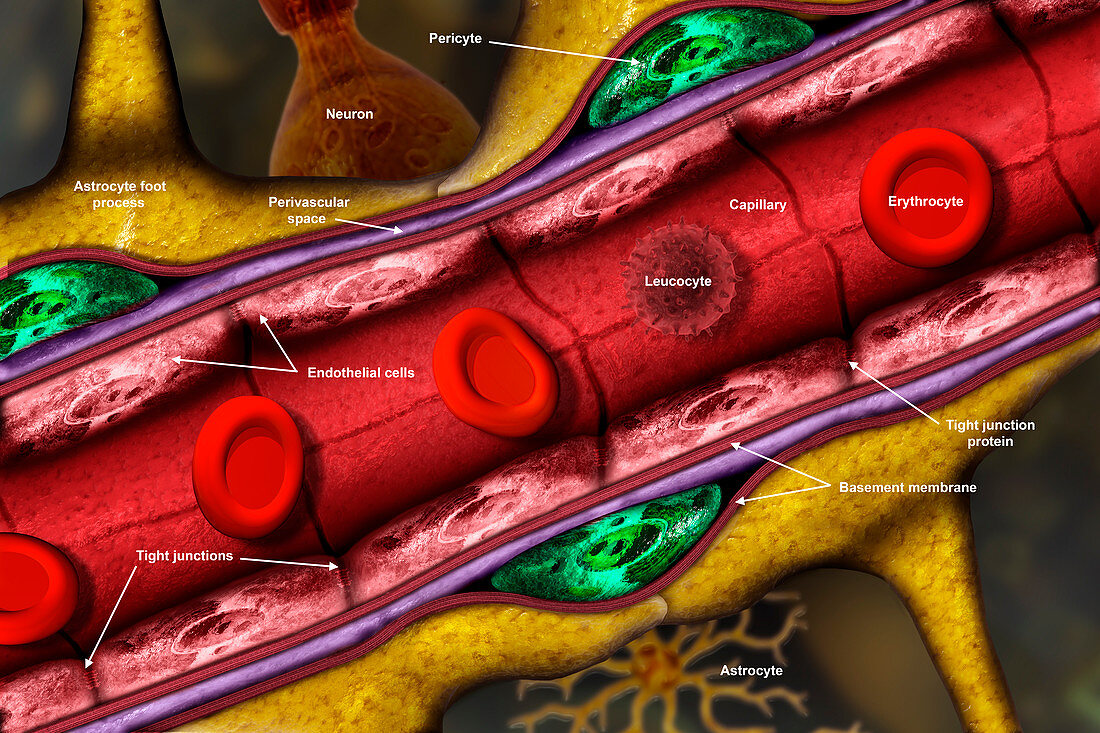 Blood-brain barrier,illustration