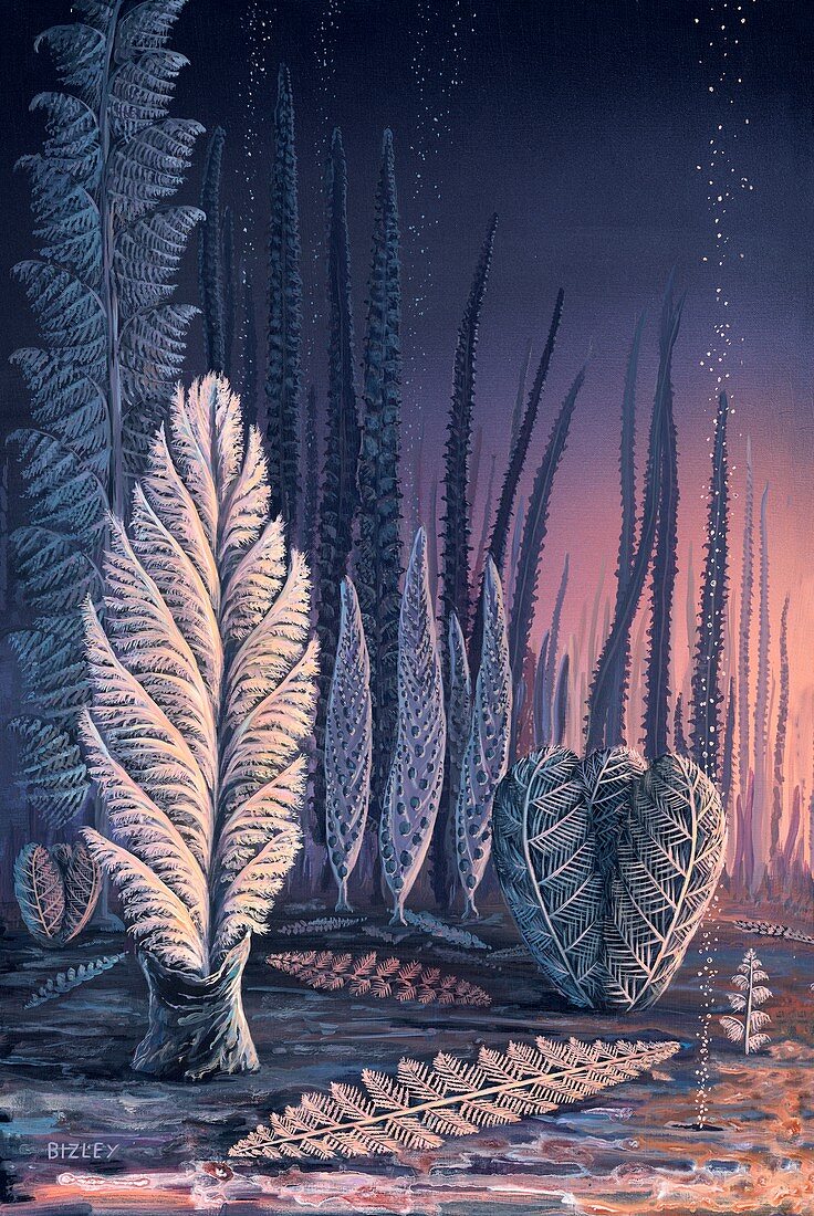 Pre-Cambrian life forms,illustration